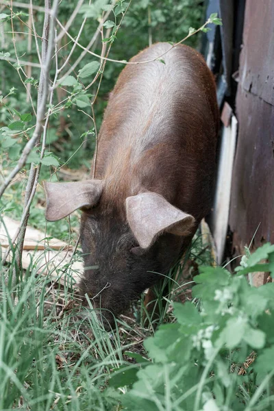 Çiftlikteki yeşil çimenlikte yaban domuzu — Stok fotoğraf