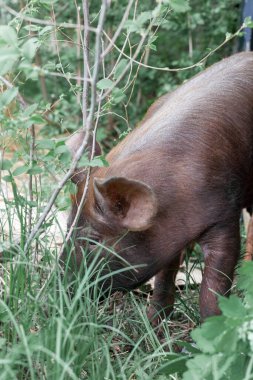 Ormandaki yabani domuz ot yiyor.