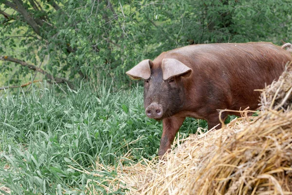 Prasátko na jarní zelené trávě na farmě — Stock fotografie