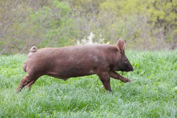 Lindo cerdo pastando en el prado de verano pastoreo — Foto de Stock
