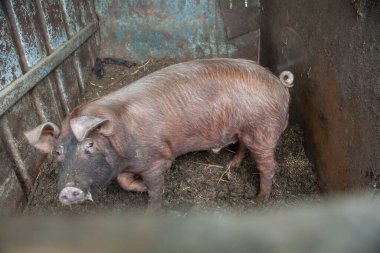 Kafesteki domuzlar, burunları kameraya dönük..