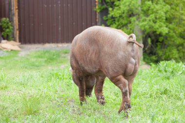Çiftlikteki yeşil çimenlikte yaban domuzu