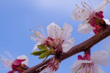 Kapalı kapılar ardında çiçek açan bir bahar ağacı.
