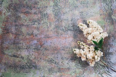 Tahta yüzeydeki güzel leylak