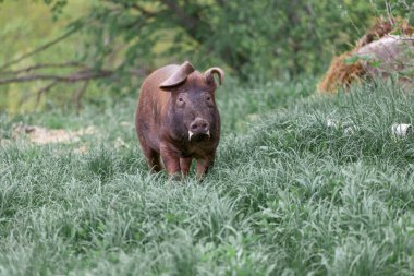 Çiftlikteki yeşil çimenlikte yaban domuzu