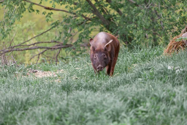 wild pig in the forest eating grass