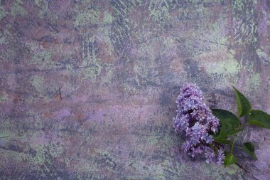 Tahta yüzeydeki güzel leylak