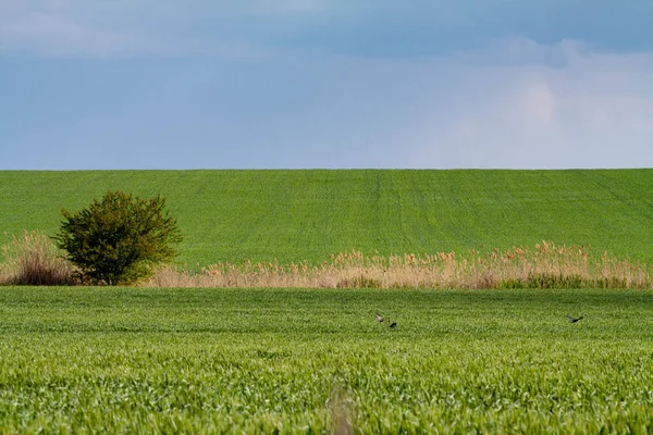 stock image Lonely tree standing in a green field