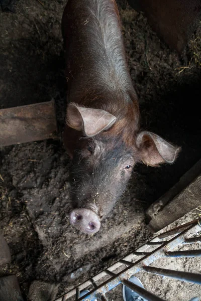 Porcos em uma gaiola com o nariz apontando para a câmera. — Fotografia de Stock