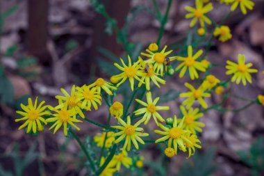Güzel kır çiçekleriyle bahar arkaplanı sarı çiçekler