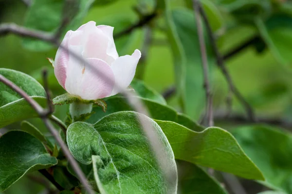 Kwiat róży psiej Rosa canina rośnie w przyrodzie — Zdjęcie stockowe