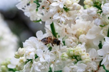 Baharda güzel bir çiçek ve yumuşak bulanık ışık arka planında uçan bir yaban arısı. İlkbahar yaz mevsimi, zarif ve zarif sanatsal imaj,
