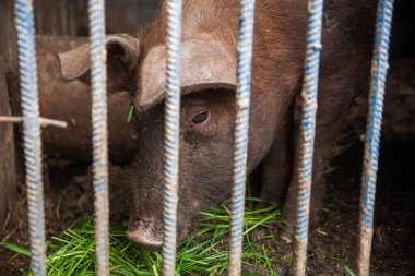 Çiftlikteki yeşil çimenlikte yaban domuzu