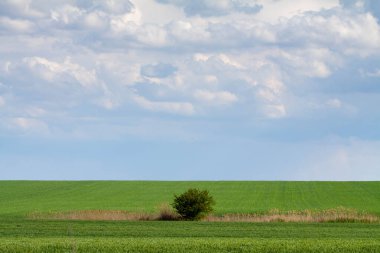 Yeşil bir tarlada duran yalnız ağaç.