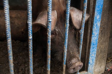 Çiftlikteki yeşil çimenlikte yaban domuzu