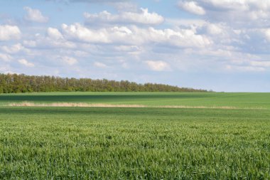 Yeşil bir tarlada duran yalnız ağaç.