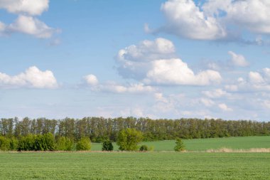 Yeşil bir tarlada duran yalnız ağaç.
