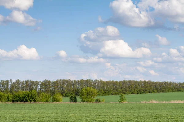 Yeşil bir tarlada duran yalnız ağaç.