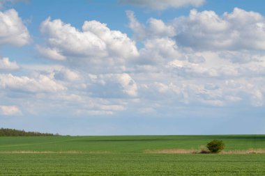 Yeşil bir tarlada duran yalnız ağaç.