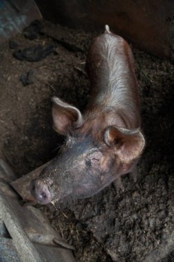 Çiftlikteki yeşil çimenlikte yaban domuzu