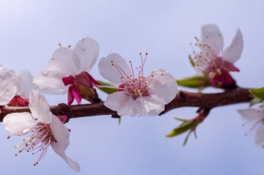 Kapalı kapılar ardında çiçek açan bir bahar ağacı.