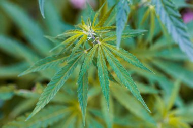 Marihuana bitkisinin taze yaprağı. Seçici odak.