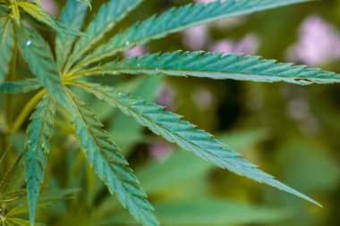 Marihuana bitkisinin taze yaprağı. Seçici odak.