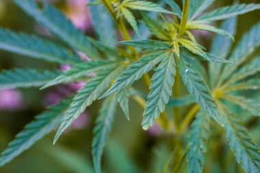 Marihuana bitkisinin taze yaprağı. Seçici odak.