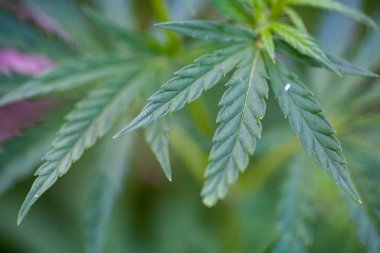 Marihuana bitkisinin taze yaprağı. Seçici odak.