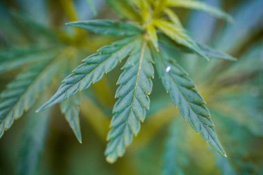 Marihuana bitkisinin taze yaprağı. Seçici odak.