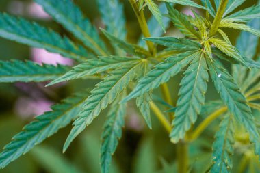 Marihuana bitkisinin taze yaprağı. Seçici odak.
