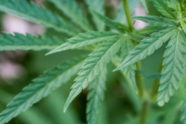 Marihuana bitkisinin taze yaprağı. Seçici odak.