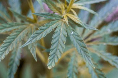 Marihuana bitkisinin taze yaprağı. Seçici odak.
