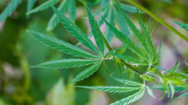 Marihuana bitkisinin taze yaprağı. Seçici odak.