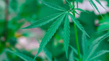 Marihuana bitkisinin taze yaprağı. Seçici odak.