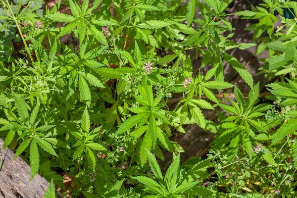 Giovane foglia di pianta di marijuana. Focus selettivo. — Foto Stock