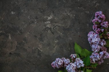Tahta yüzeydeki güzel leylak