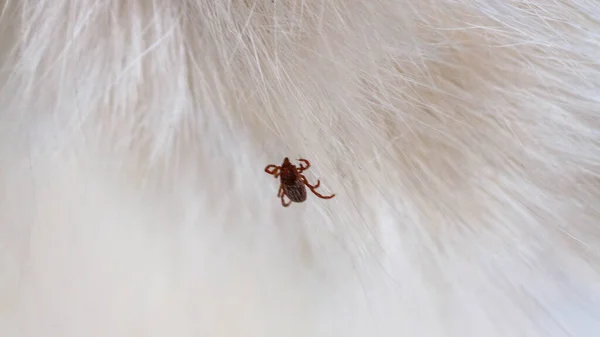 Kitten with ticks. Ticks attached to cat skin. Tick bite. — Foto de Stock