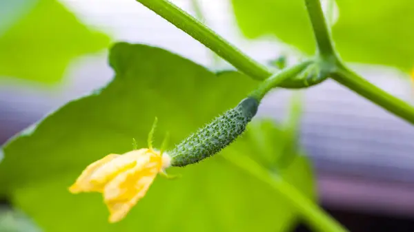 Many small green cucumbers hanging on stem — Stock Photo, Image