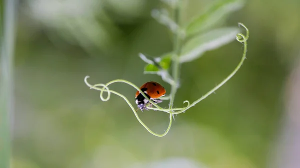 Coccinelle assise sur une feuille de fleur. Coccinelle courant le long de la lame d'herbe verte — Photo