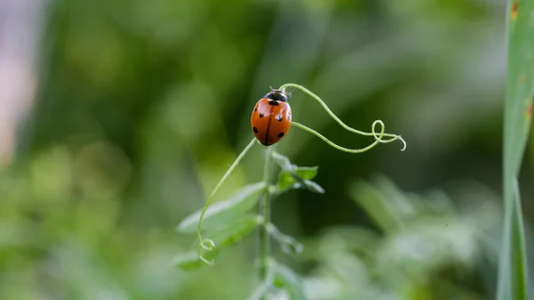 Joaninha sentada em uma folha de flor. Joaninha correndo ao longo da lâmina de grama verde — Fotografia de Stock