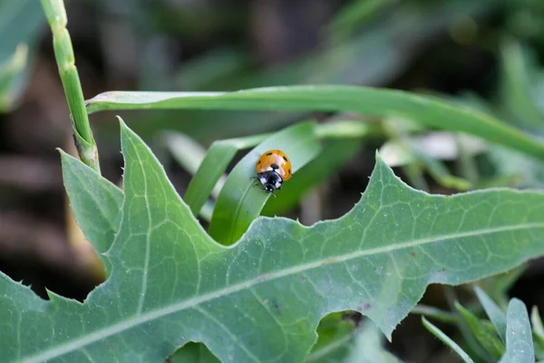 Joaninha sentada em uma folha de flor. Joaninha correndo ao longo da lâmina de grama verde — Fotografia de Stock