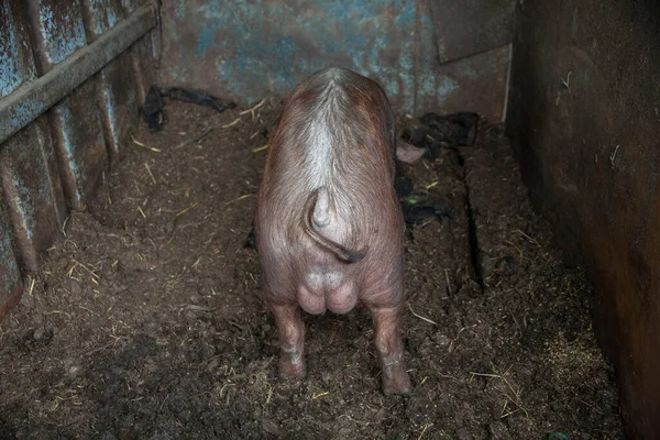 wild pig with dark brown hair and curled pig tail in the forest eating grass in the wild in the wild