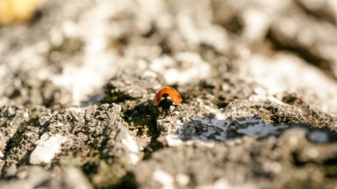 Çiçek yaprağının üzerinde oturan uğur böceği. Uğur böceği yeşil çimenlerin üzerinde koşuyor