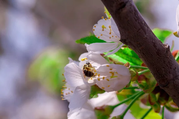 Beau gros plan printemps floraison arbre — Photo