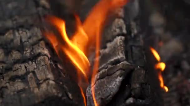 Şenlik ateşinde yanan kütükler. — Stok video