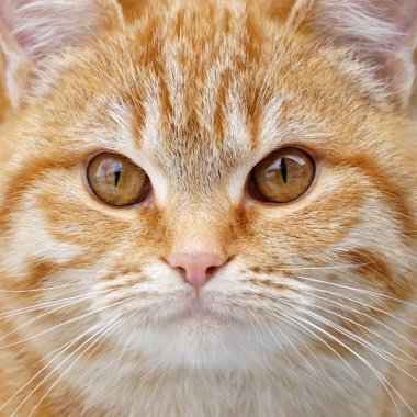 Kızıl tüylü yavru kedi yüz yakın çekim.