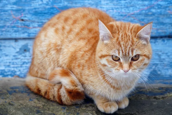 屋外の庭で赤毛のふわふわ猫 — ストック写真