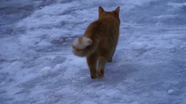 Gato camina en la nieve — Vídeo de stock