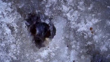 Baharda bir su birikintisi içine damlayan video su
